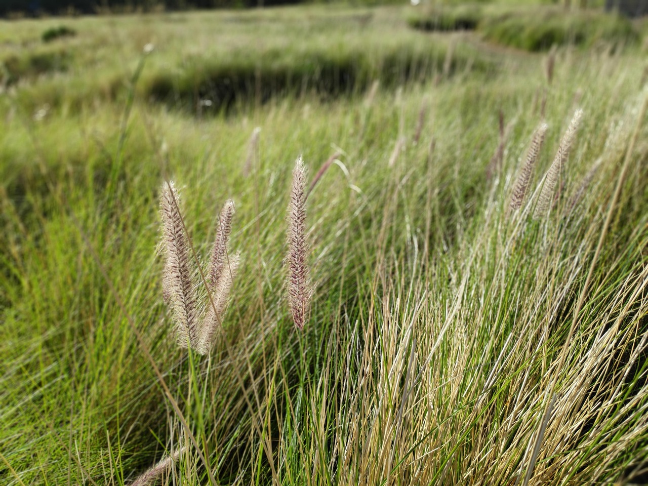 Grass, nature, lamp cleaning grass — Improve Staff Safety with Deep Cleaning Florida Solutions