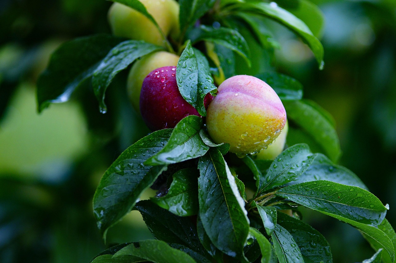 Pear, fruit, pears — Medicare Advantage Plans 2025: Benefits, Costs, and Coverage Options